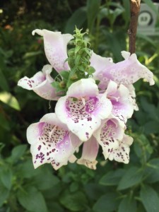 Flowers I smelled at Gardens by the Bay